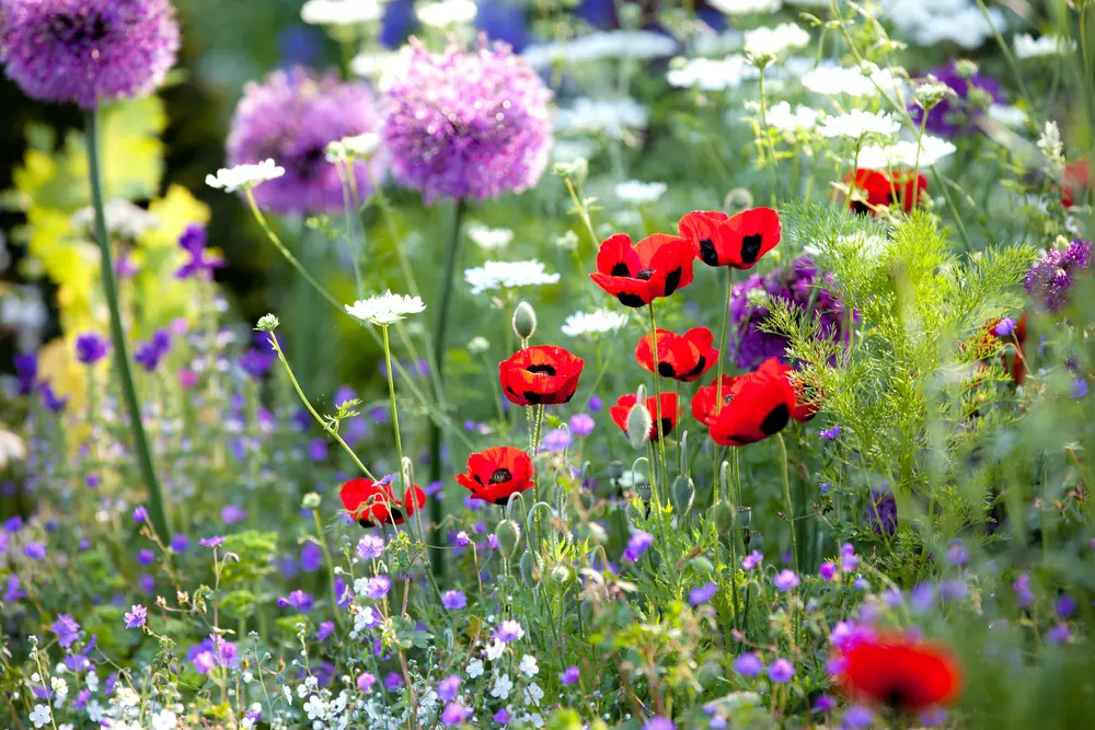 Les Fruit de ma Passion - paysagisme - Jardin coquelicot et fleurs